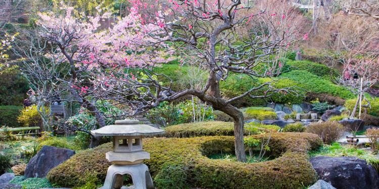 Japanese garden with a blossom tree.